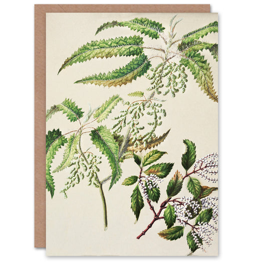 Sarah Featon Art Card New Zealand Ongaonga Tree Nettle Plant