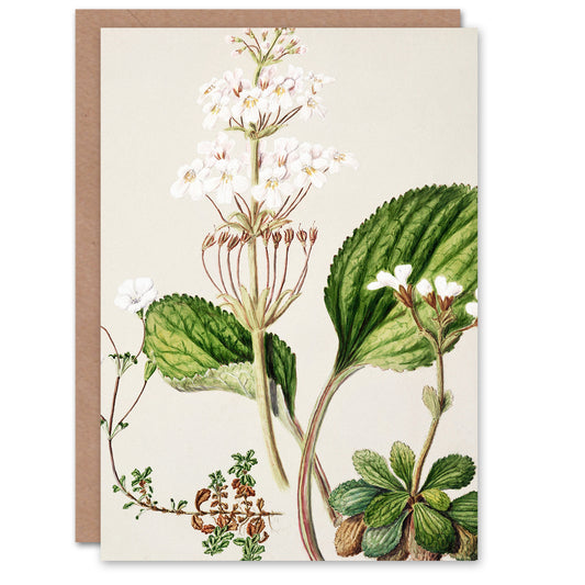 Sarah Featon Art Card New Zealand Ourisia Flowering Plant