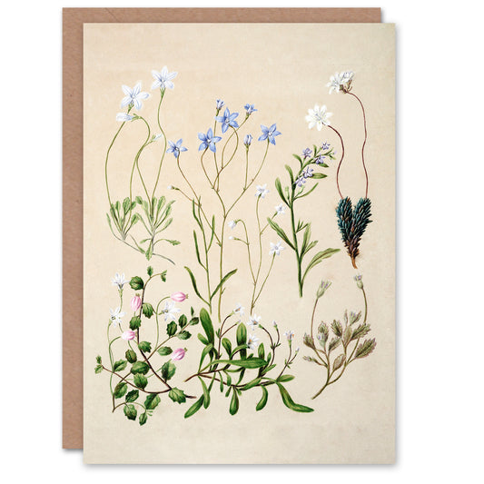 Sarah Featon Art Card New Zealand Perennial Wild Flowers