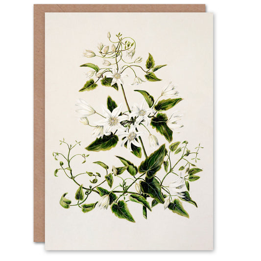 Sarah Featon Art Card New Zealand Pikiarero White Clematis Flowers