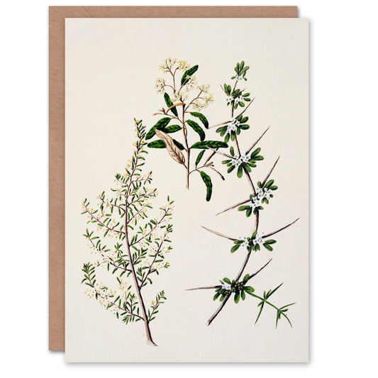 Sarah Featon Art Card New Zealand Pomaderris Edgerleyi Plant