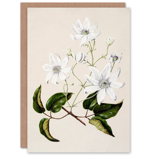 Sarah Featon Art Card New Zealand Puawananga Clematis Flowers