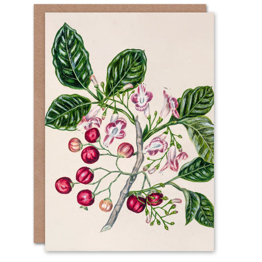 Sarah Featon Art Card New Zealand Puriri Vitex Lucens Flowers