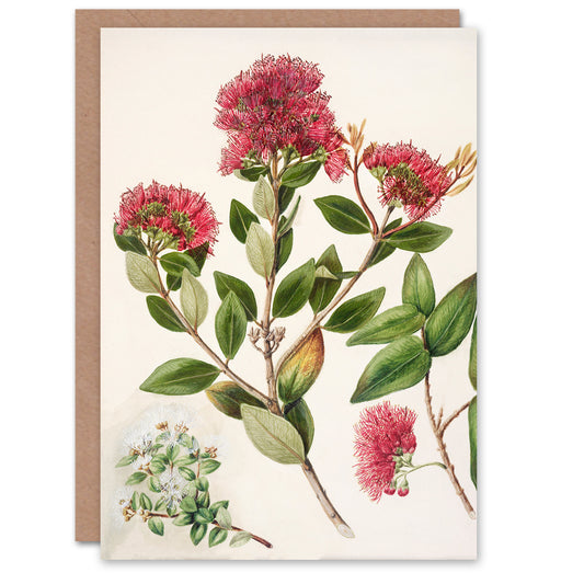 Sarah Featon Art Card New Zealand Rata Flowers Illustration