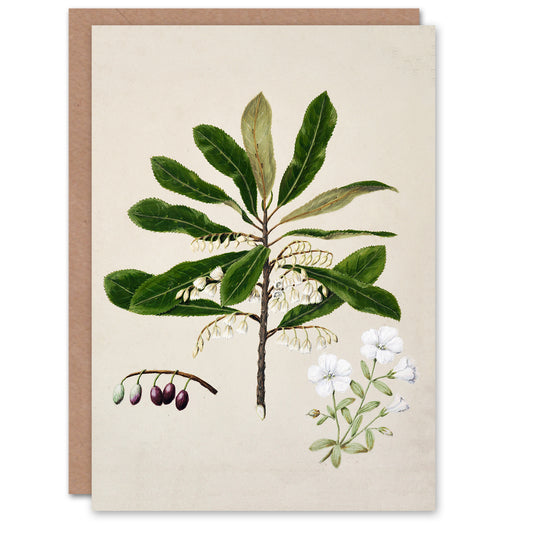 Sarah Featon Art Card New Zealand Rauhuia and Hinau Flowers