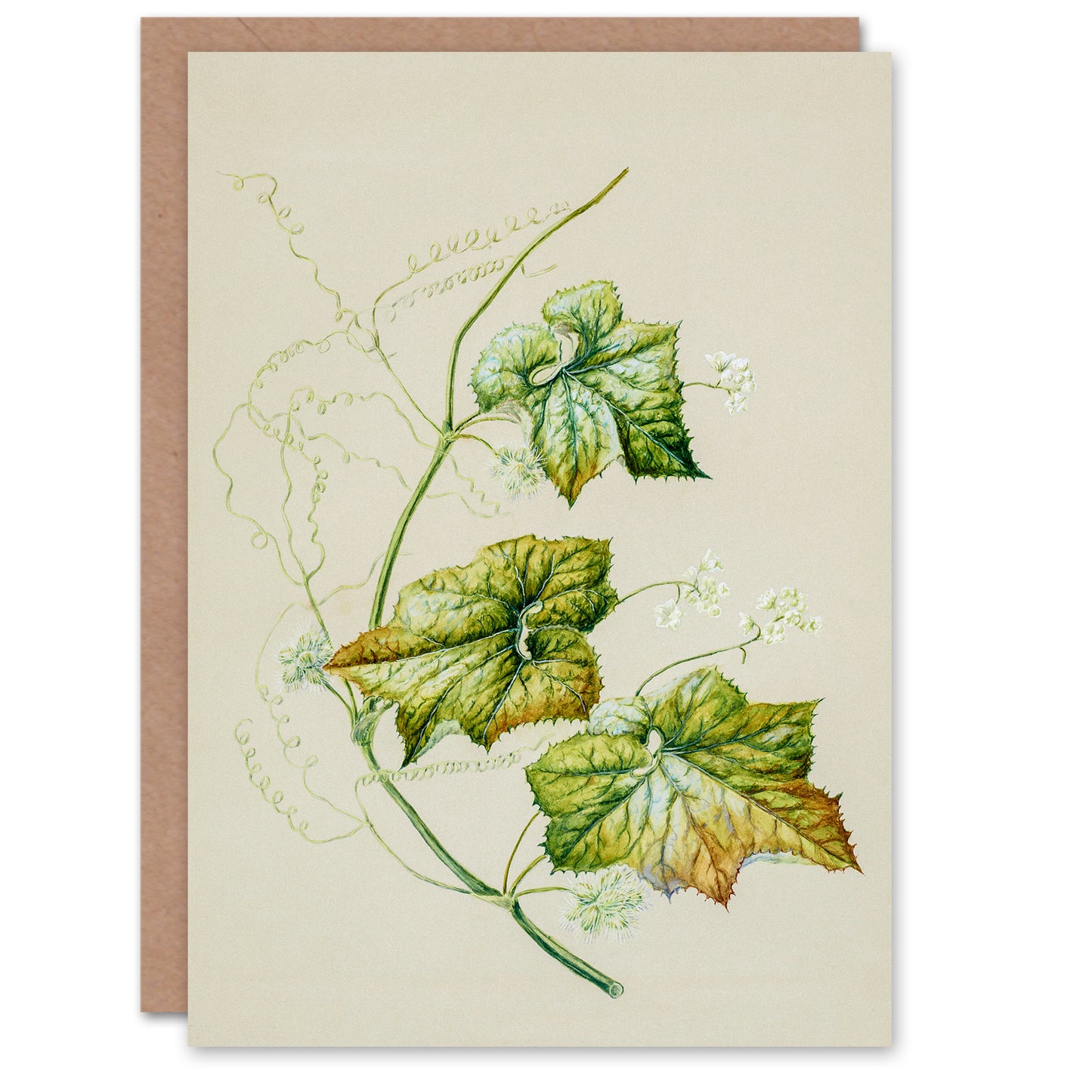 Sarah Featon Art Card New Zealand Sicyos Australis Mawhai Plant