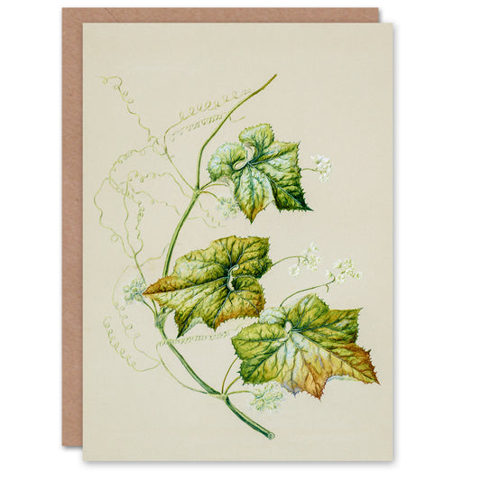 Sarah Featon Art Card New Zealand Sicyos Australis Mawhai Plant