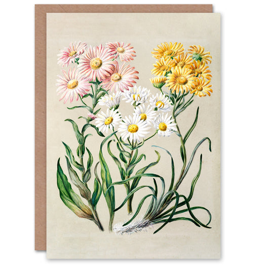 Sarah Featon Art Card New Zealand Snow Groundsel Flowers