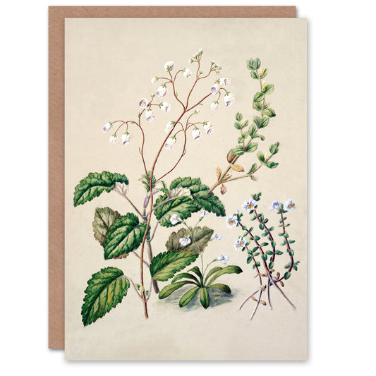Sarah Featon Art Card New Zealand Swamp Mazus Flowering Plant