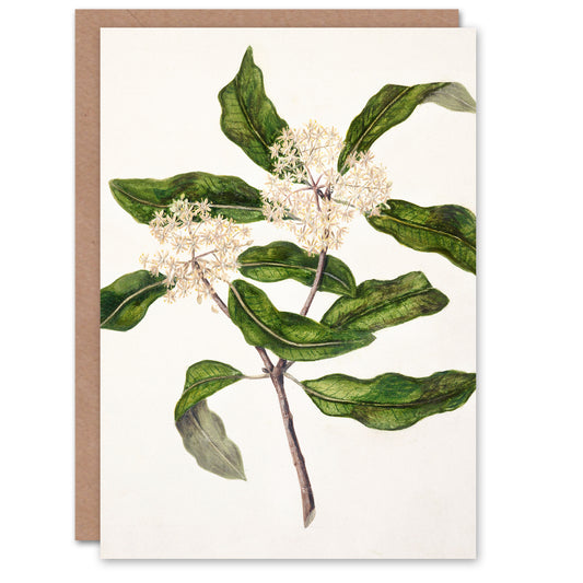 Sarah Featon Art Card New Zealand Tarata Lemonwood Plant