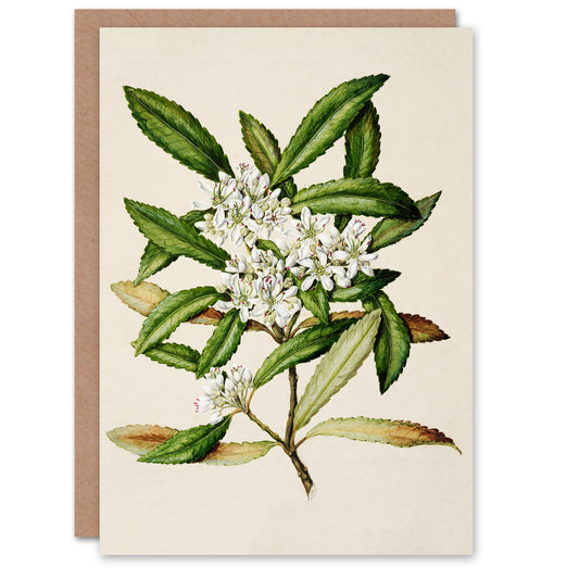 Sarah Featon Art Card New Zealand Tawari Plant Flowers