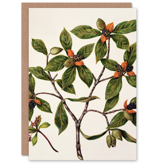Sarah Featon Art Card New Zealand Tawhiri Karo Plant Illustration