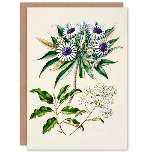 Sarah Featon Art Card New Zealand Teteaweka Plant Flowers