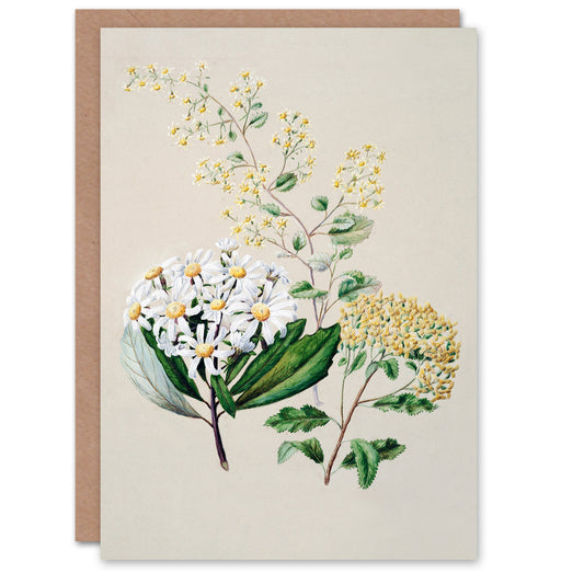 Sarah Featon Art Card New Zealand Three Senecio Flower Species