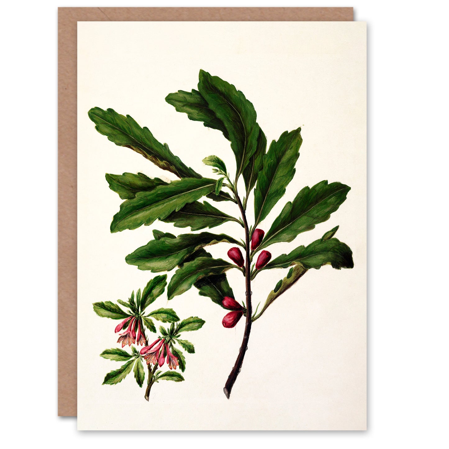 Sarah Featon Art Card New Zealand Toropapa Flowering Plant