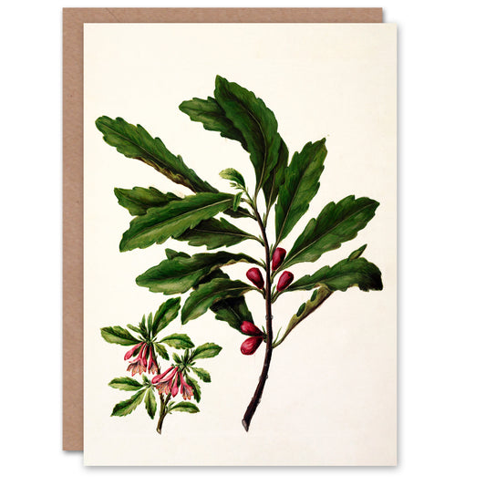 Sarah Featon Art Card New Zealand Toropapa Flowering Plant