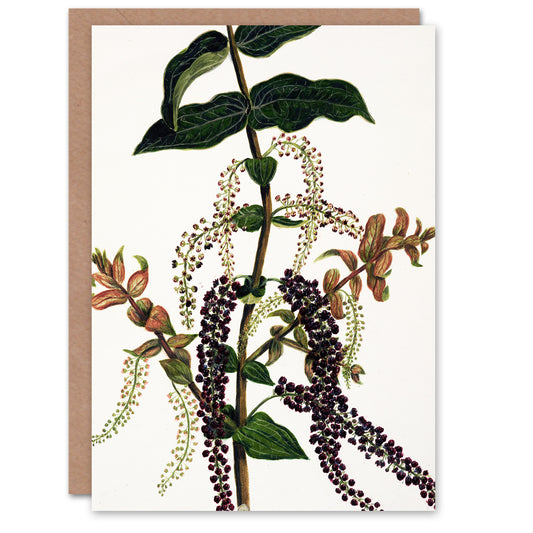 Sarah Featon Art Card New Zealand Tutu Plant Vintage Illustration