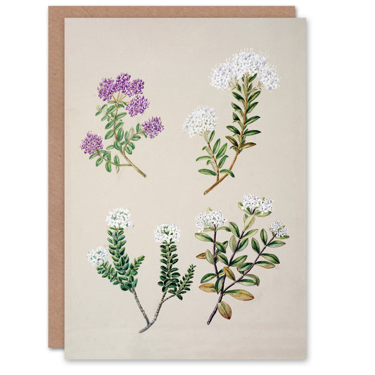 Sarah Featon Art Card New Zealand Four Veronica Flowering Plants