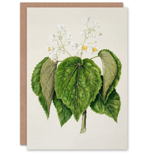 Sarah Featon Art Card New Zealand Whau Cork Tree Flowers
