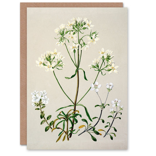 Sarah Featon Art Card New Zealand White Gentiana Flowers