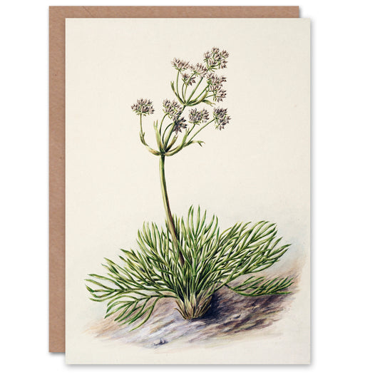 Sarah Featon Art Card New Zealand Wild Spaniard Flower
