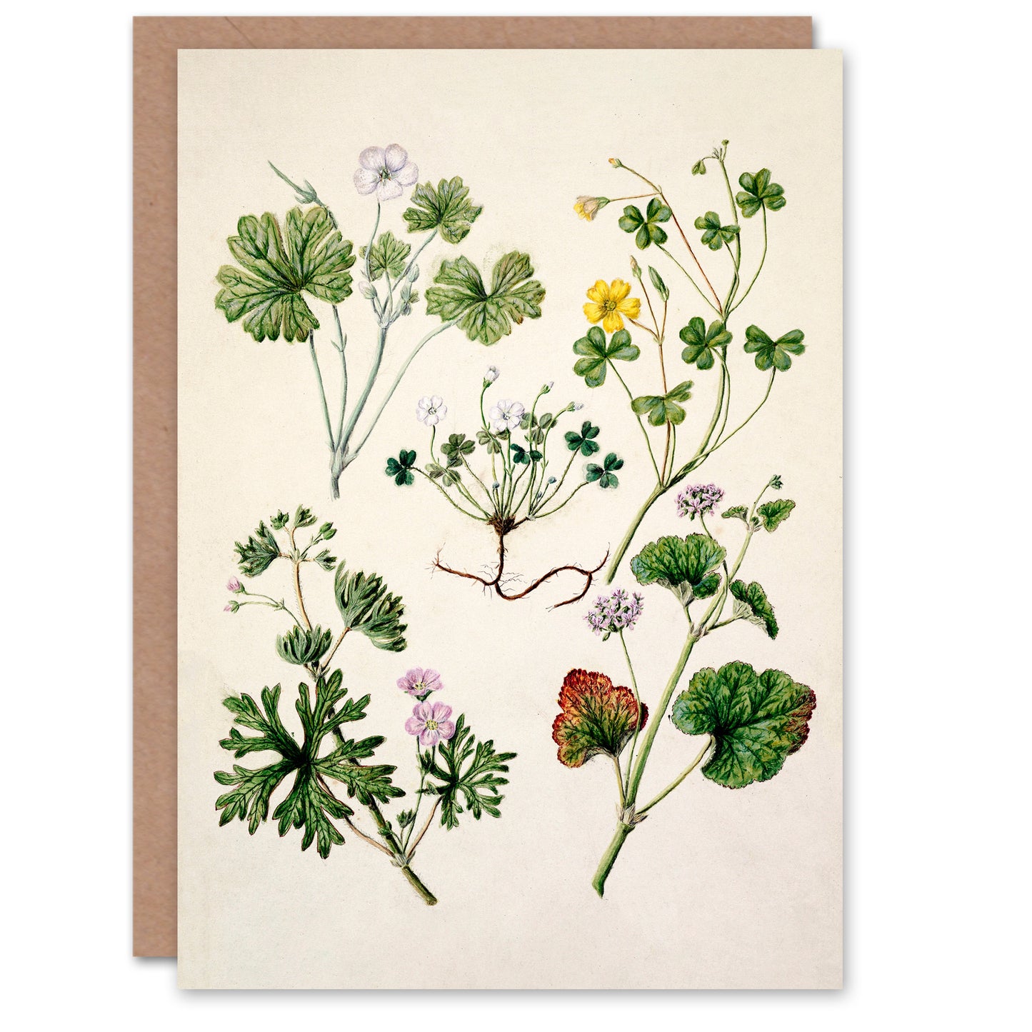 Sarah Featon Art Card Vintage New Zealand Wildflower Illustration