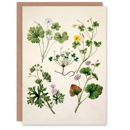 Sarah Featon Art Card Vintage New Zealand Wildflower Illustration