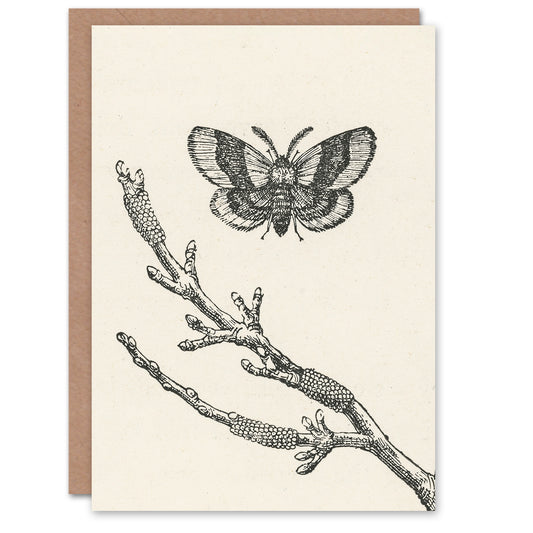John Wright Art Card Fruit Growers Guide Lackey Moth