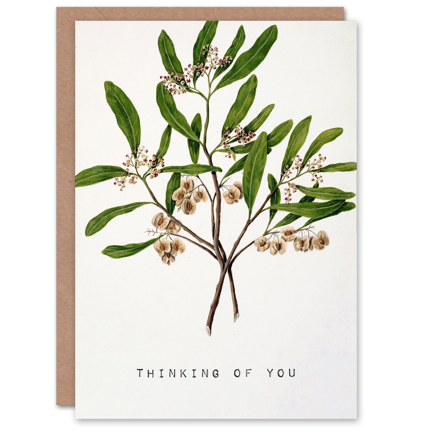 Sarah Featon Thinking Of You Card New Zealand Hopbush Plant Floral
