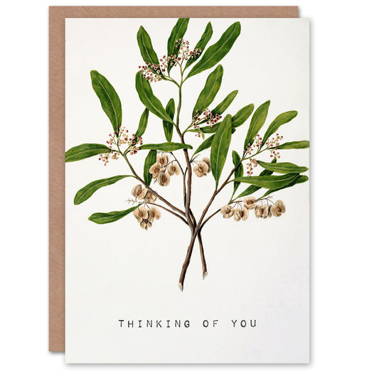 Sarah Featon Thinking Of You Card New Zealand Hopbush Plant Floral