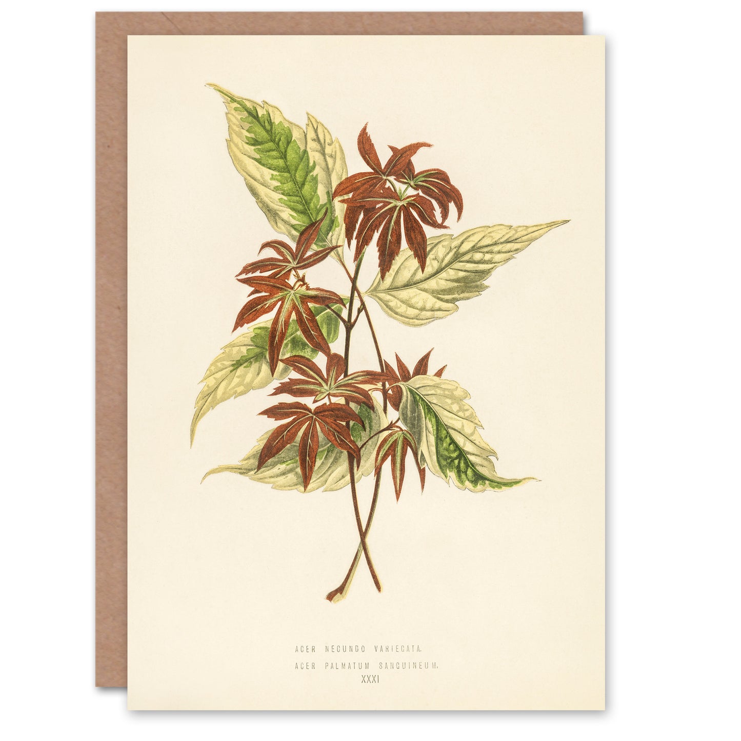 Fawcett Art Card Vintage Botanical Boxelder Maple Leaves