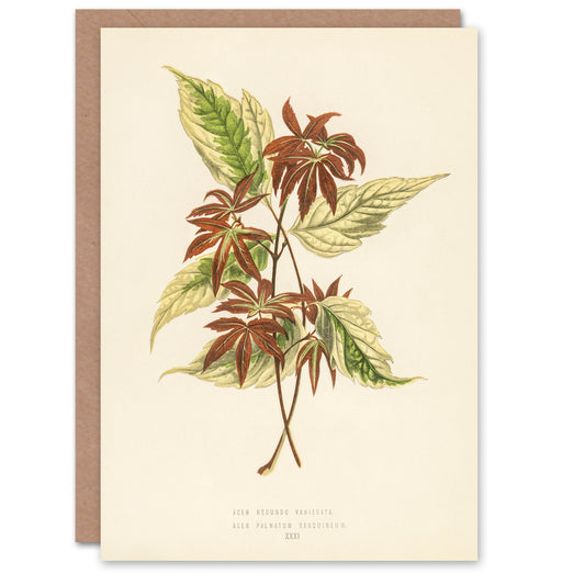 Fawcett Art Card Vintage Botanical Boxelder Maple Leaves