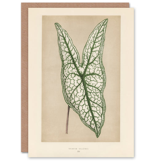 Fawcett Art Card Vintage Botanical Caladium Belleymel Leaf