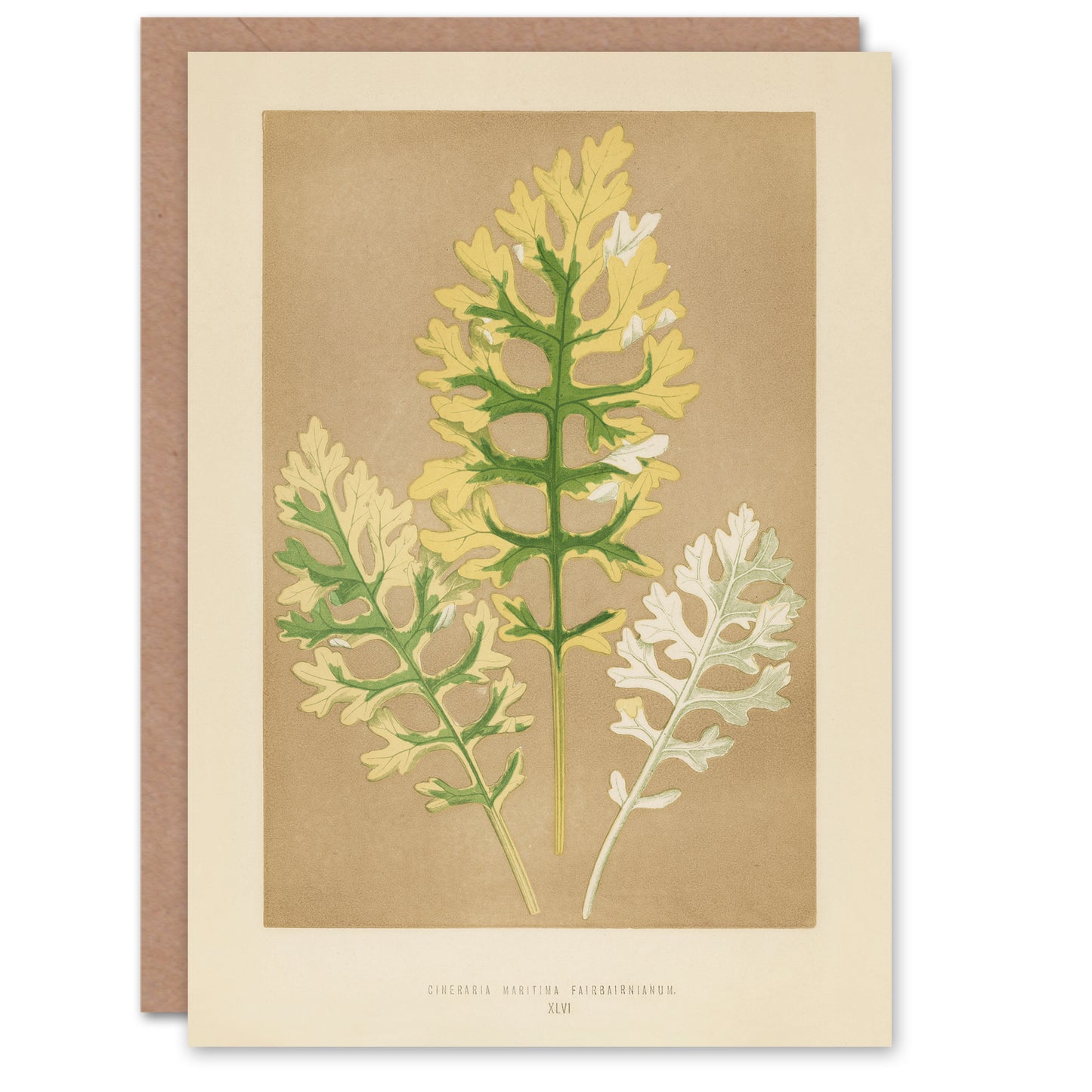 Fawcett Art Card Vintage Botanical Cineraria Maritima Leaves