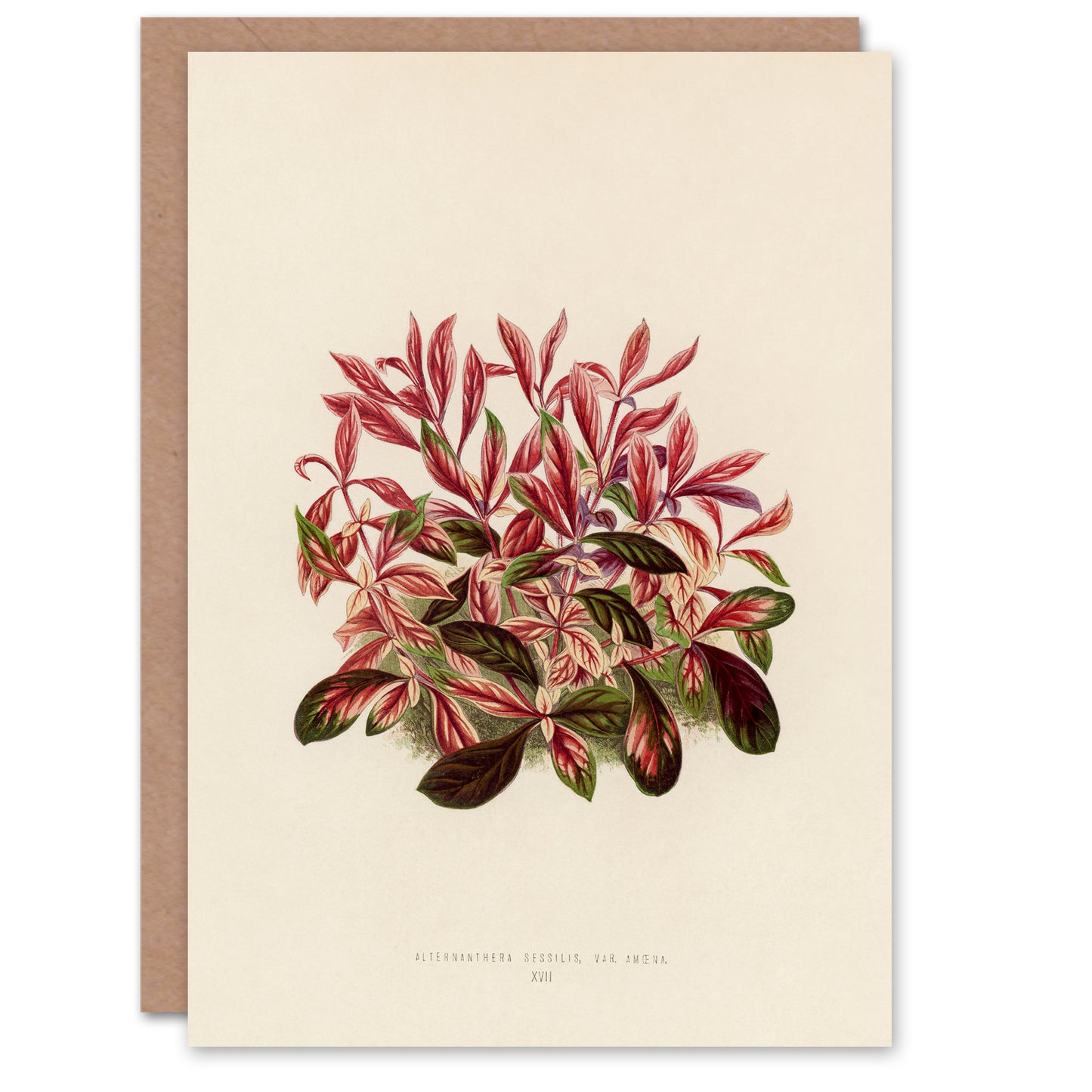 Benjamin Fawcett Art Card Vintage Botanical Dwarf Copperleaf