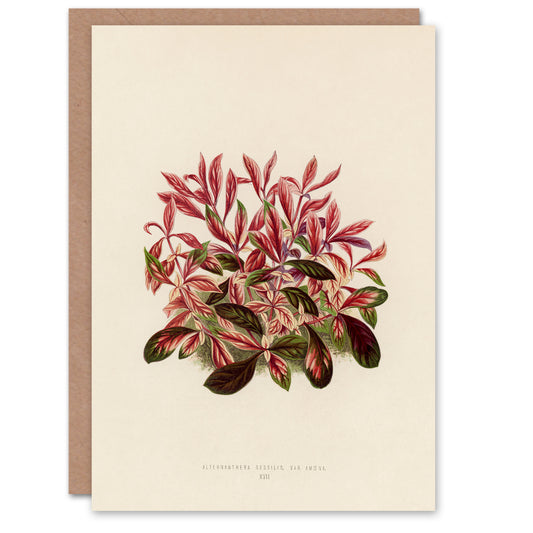 Benjamin Fawcett Art Card Vintage Botanical Dwarf Copperleaf