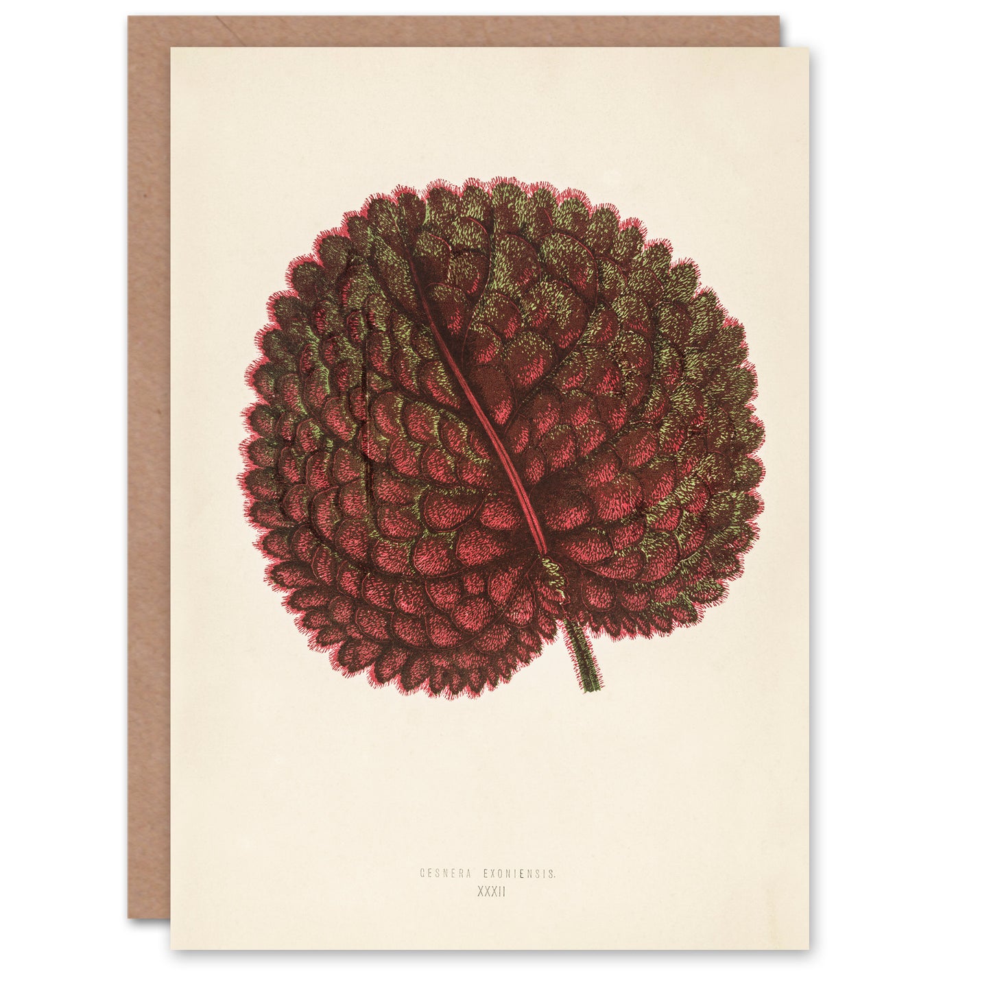 Fawcett Art Card Vintage Botanical Gesnera Exoniensis Leaf