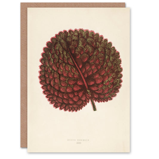 Fawcett Art Card Vintage Botanical Gesnera Exoniensis Leaf