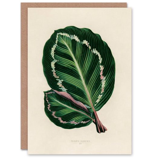 Fawcett Art Card Vintage Botanical Maranta Calathea Leaves