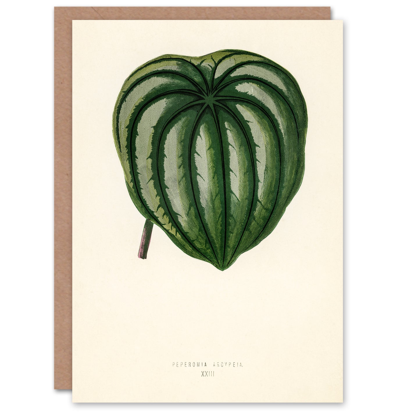 Benjamin Fawcett Art Card Vintage Botanical Pepper Elder Leaf