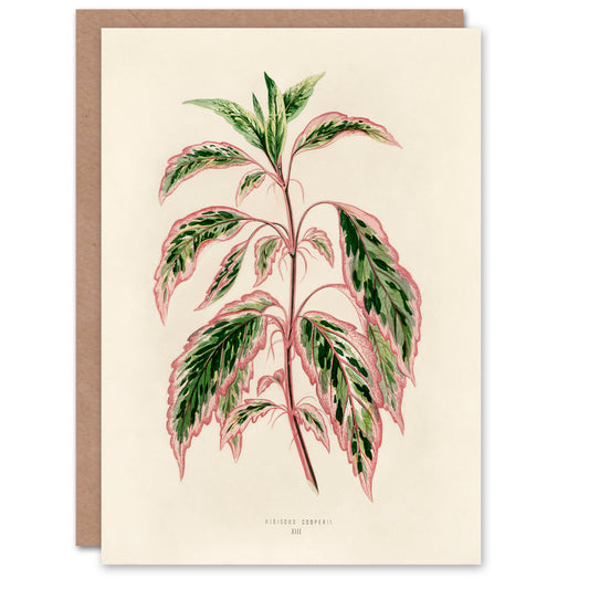 Benjamin Fawcett Art Card Vintage Botanical Rose Mallow