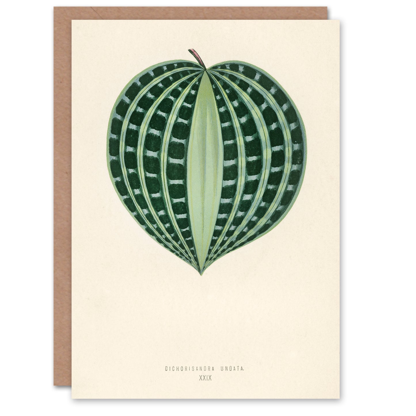 Fawcett Art Card Vintage Botanical Seersucker Plant Leaf