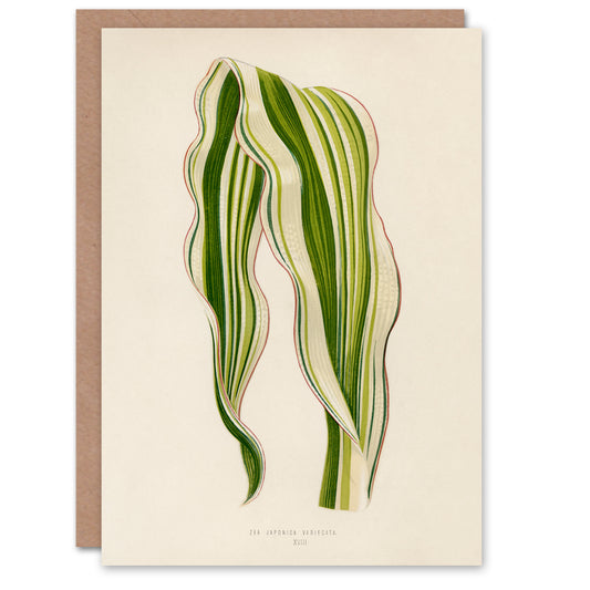 Fawcett Art Card Vintage Botanical Striped Maize Corn Leaf
