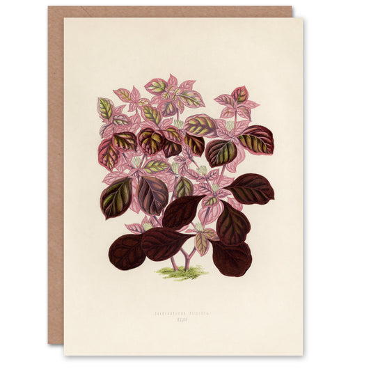 Fawcett Art Card Joyweed Plant Vintage Botanical Illustration