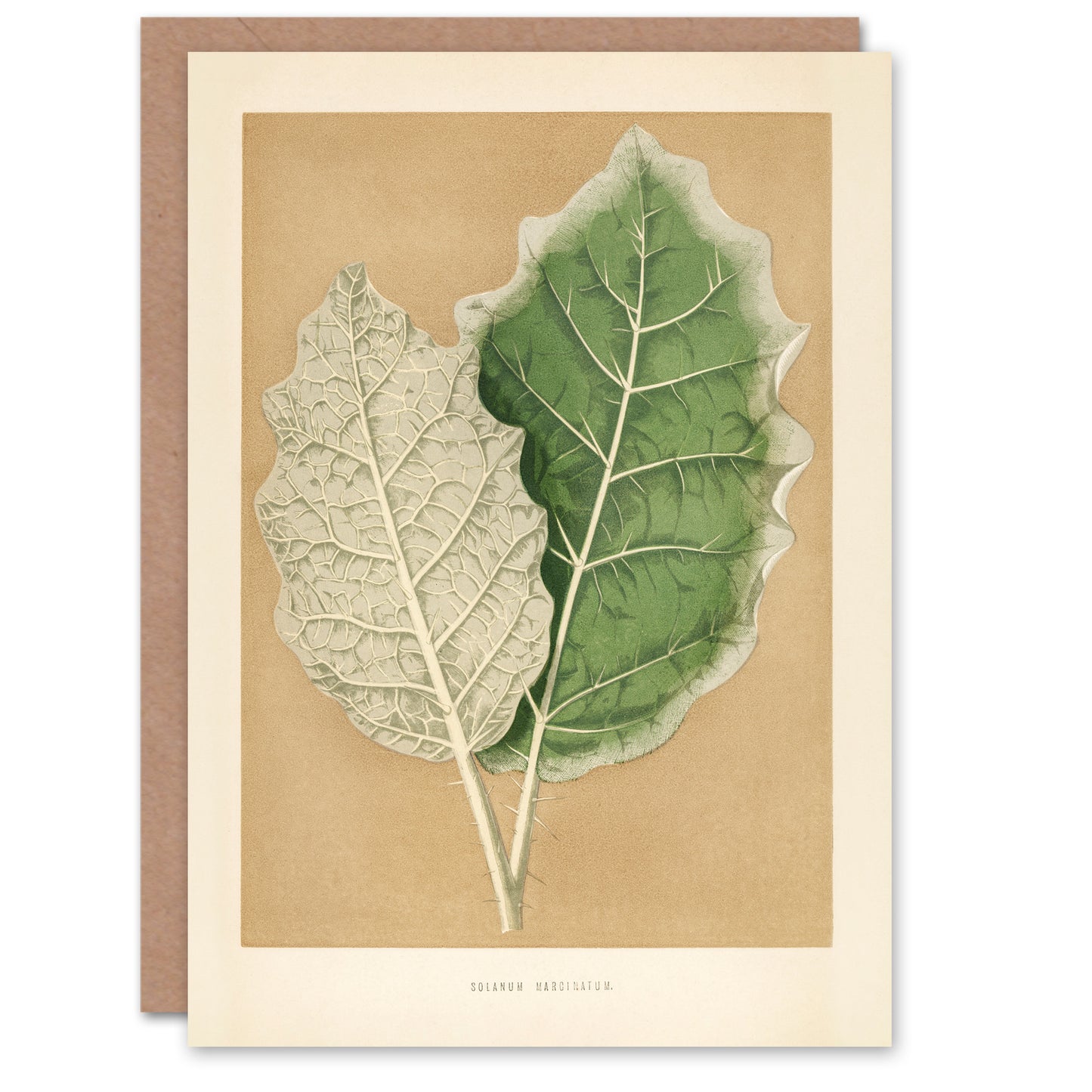 Benjamin Fawcett Art Card White Margined Nightshade Leaves