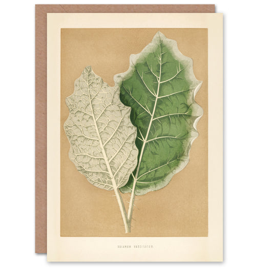 Benjamin Fawcett Art Card White Margined Nightshade Leaves