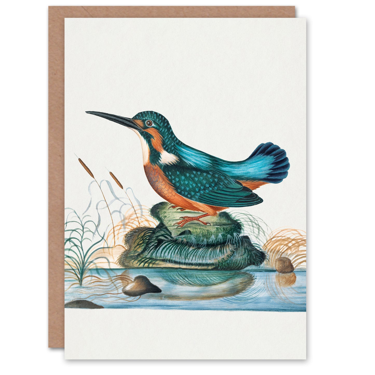 James Bolton Art Card Common Kingfisher Vintage Illustration