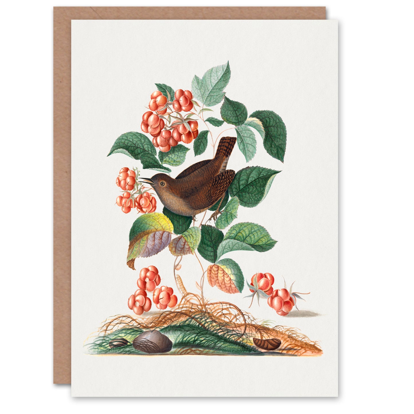 James Bolton Art Card Eurasian Wren and Raspberry Plant