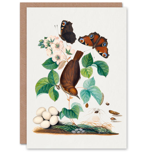 James Bolton Art Card House Wren Butterflies Beetle and Spider