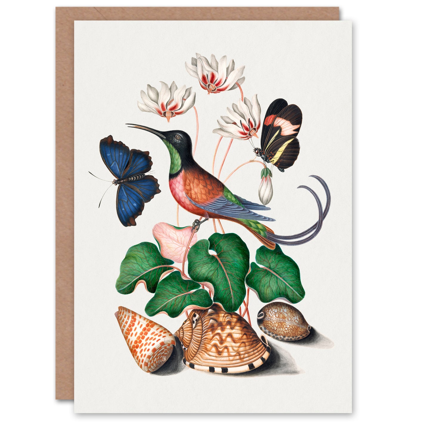 James Bolton Art Card Hummingbird Cyclamen Butterflies Seashells